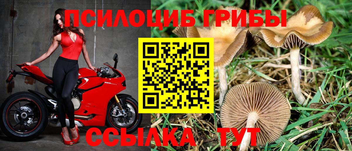 Галлюциногенные грибы Psilocybe Магадан